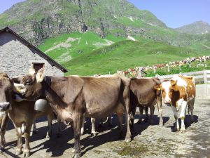 Venerdì 2 luglio e sabato 3 luglio – Carico Alpe Piora