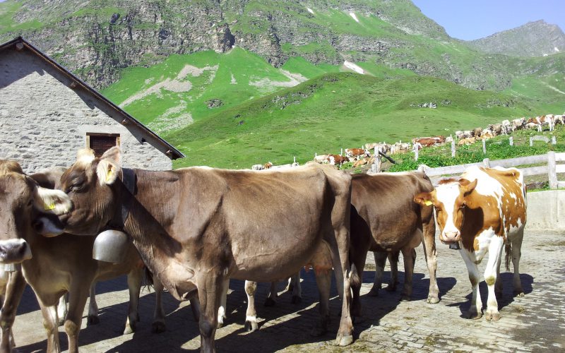 Venerdì 2 luglio e sabato 3 luglio – Carico Alpe Piora