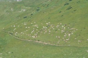 Montag 7 und Dienstag 8 September, Alpe Piora Entladung!