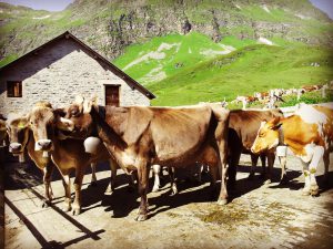 Chiusura Strada Altanca-Piora