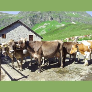 Chiusura strada Altanca-Piora